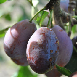 Prunus domestica d'Ente